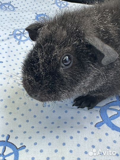 Морская свинка американский тедди