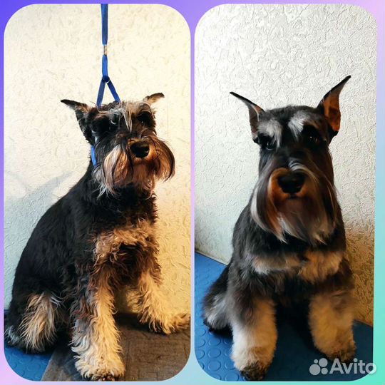 Стрижка собак. Тримминг. Экспресс-линька кошек