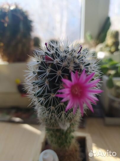 Кактус маммилярия цветущий