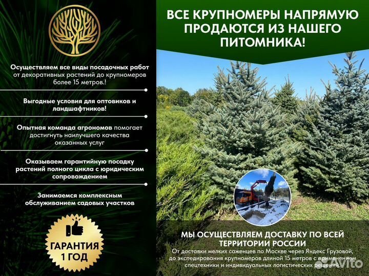 Туя