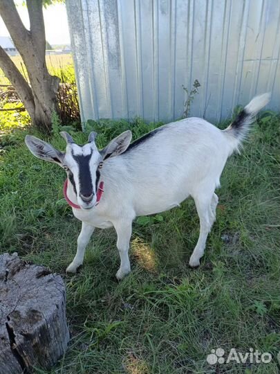 Козочка молодая