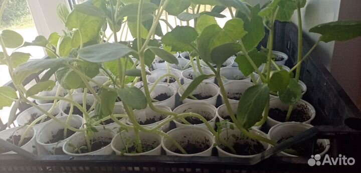 Продам рассаду