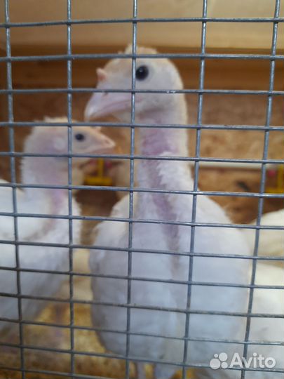 Индюшата биг 6, цыплята несушки