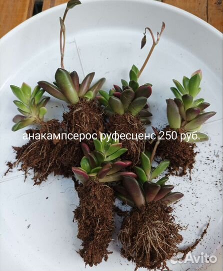 Адромискусы, суккуленты, анакампсерос