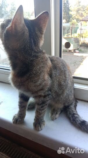 Кошечка в добрые руки