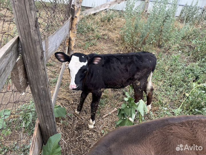 Телята, корова