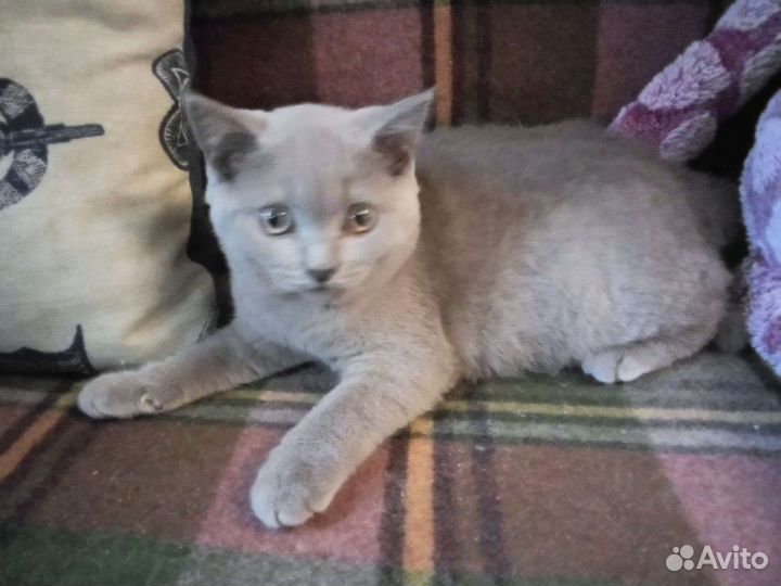Британские котята 3 мес