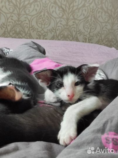 Ориентальный котёнок ушки экстрим