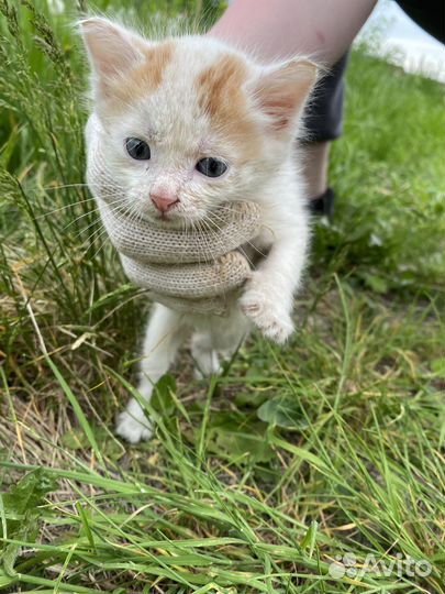 Белый котенок с голубыми глазами