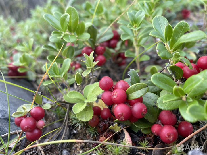 Индивидуальные экскурсии по Карелии