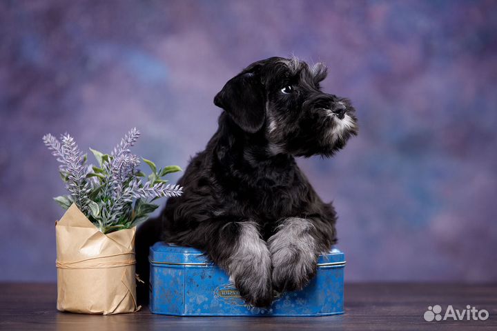 Цвергшнауцер