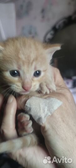 Домашние животные котята бесплатно