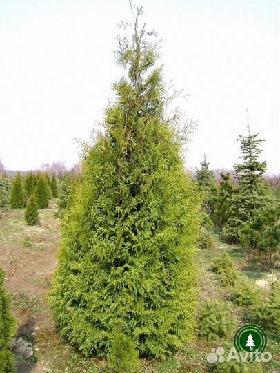 Туя Брабант обыкновенная для дачи из питомника