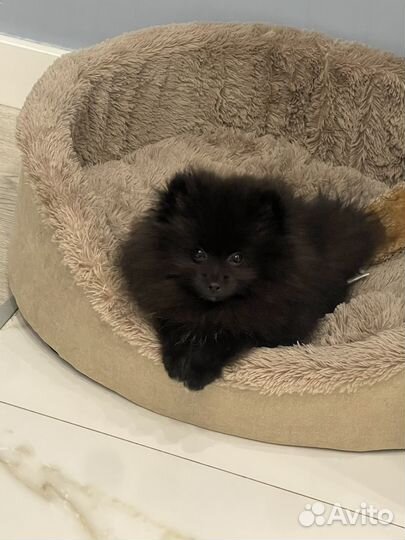 Померанский шпиц