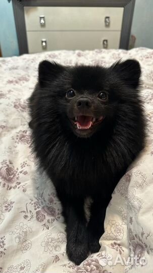 Померанский Шпиц вязка кобель