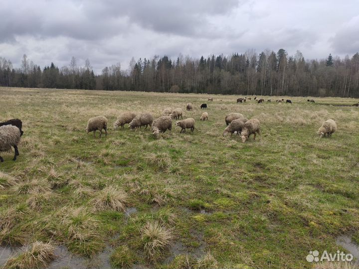 Овцы, бараны стадо