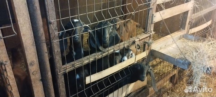 Англо нубийские козы