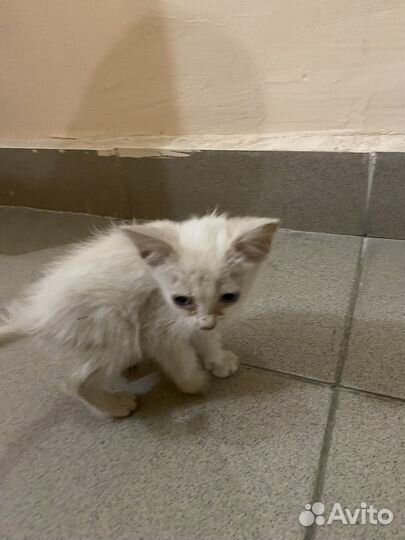 Белый пушистый котенок