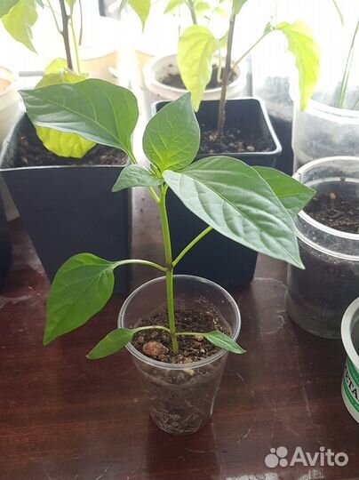 Перец сладкий рассада