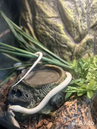Маисовый полоз snow motley