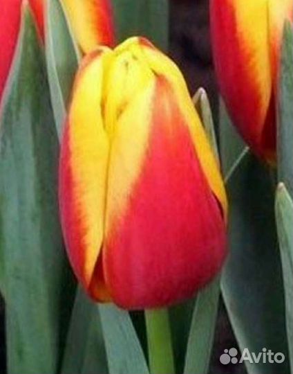 Тюльпаны к 8 марта оптом