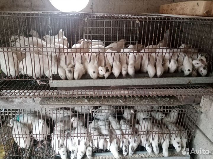 Продам перепела техасцы