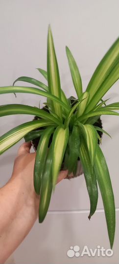 Хлорофитум Гавайский паук