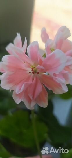 Пеларгония розебудная