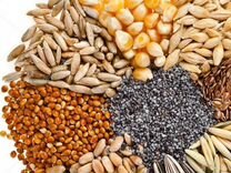 Зерно, пшеница, кукуруза, ячмень, сорго