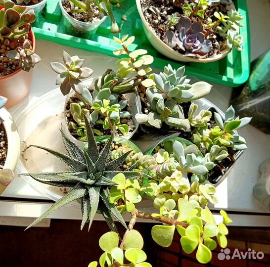 Мини садик. Суккуленты