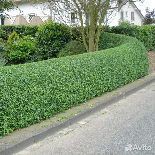 Саженцы бирючины для живой изгороди