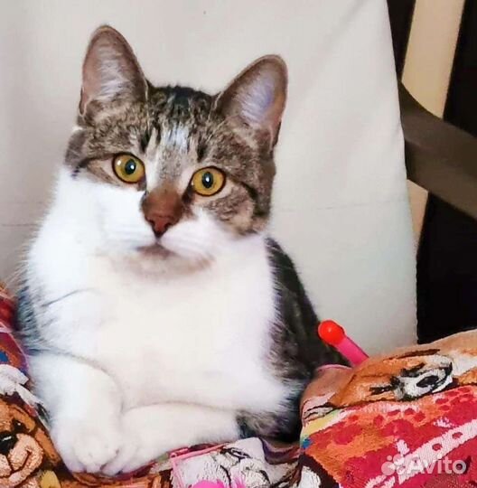 Стеша, милое создание ищет чуткое сердце