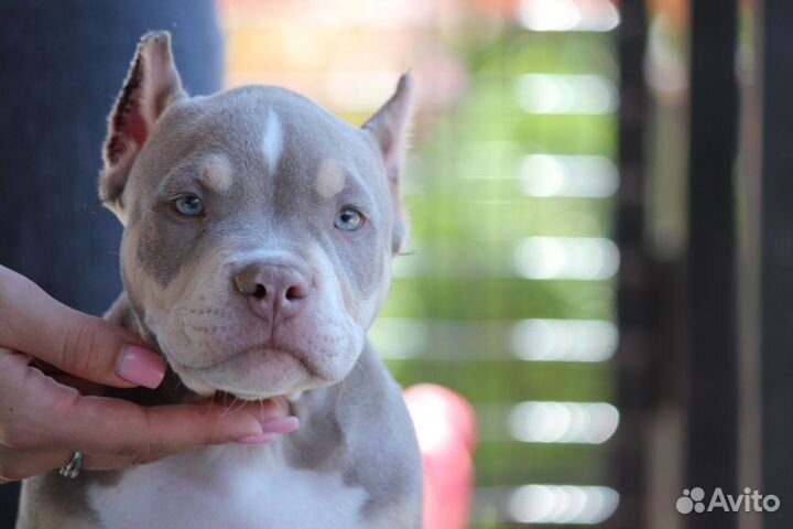 Американский булли