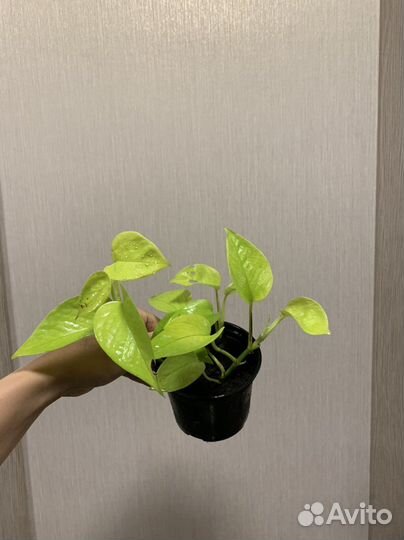 Сциндапсус много сортов