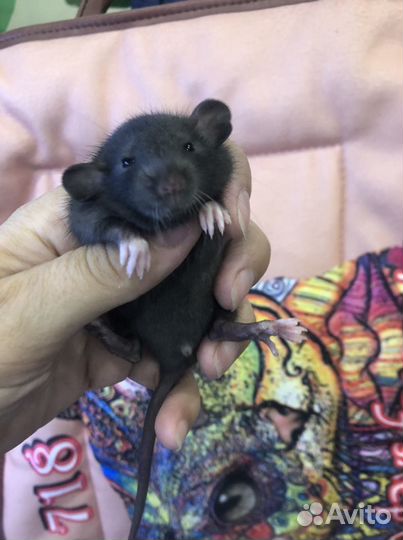 Крыса, крысята дамбо, хаски, сфинкс