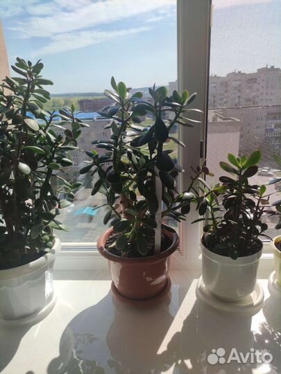 Комнатные растения