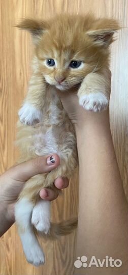 Котята мейн-кун