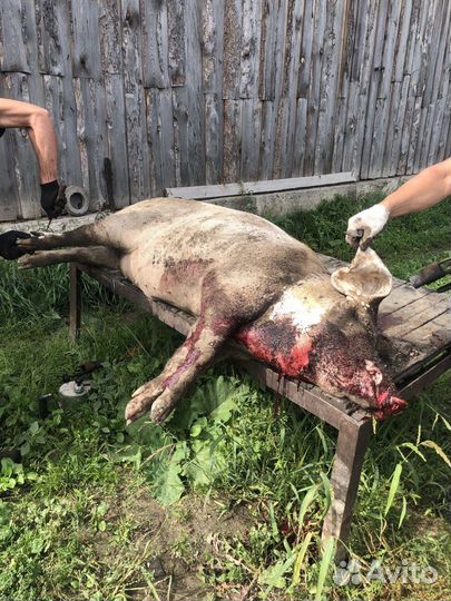 Мясо свинина