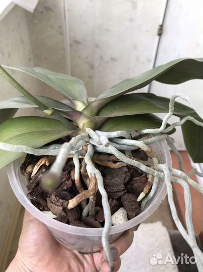 Орхидея фаленопсис