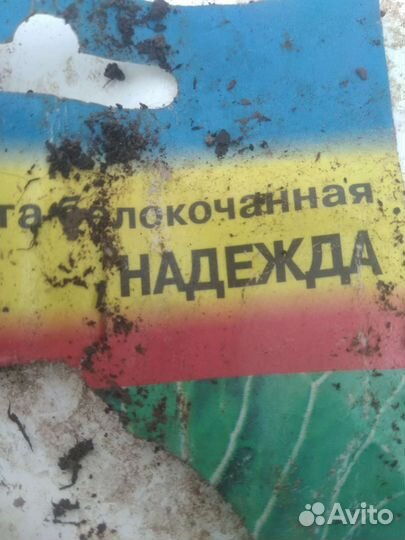 Рассада капусты