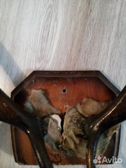 Продам декоративные рога