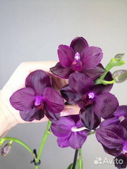 Орхидея ароматная Sogo Relax