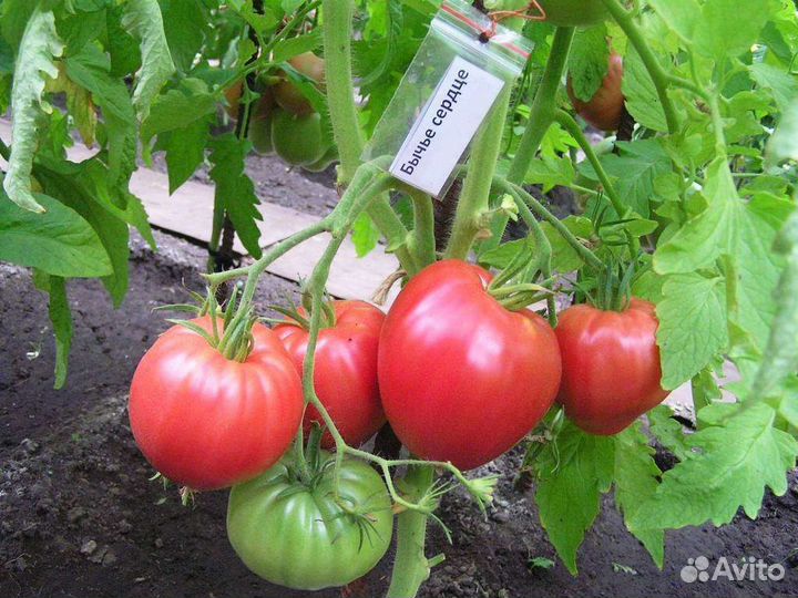 Бычье сердце настоящее, сорт с 50-х годов. Семена