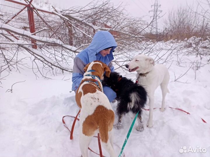 Приглашаем волонтеров в приют