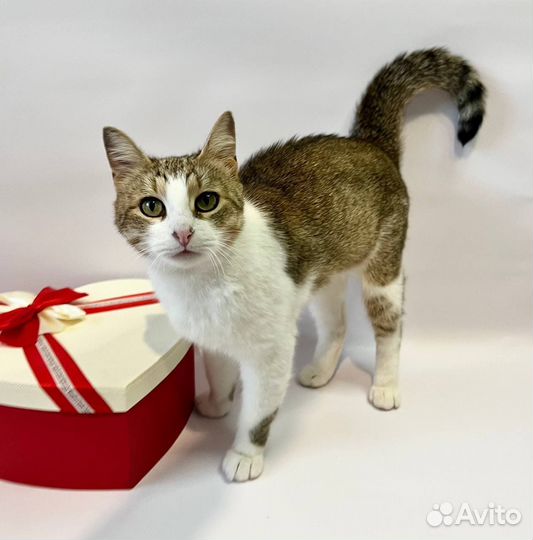 Кошки в добрые руки