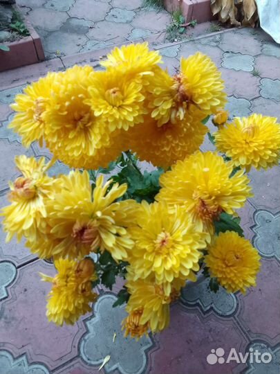 Хризантема