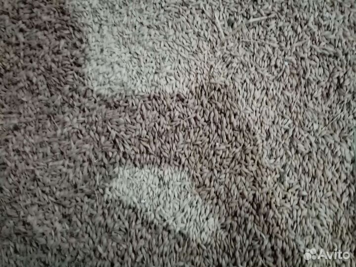 Зерно: ячмень и пшеница