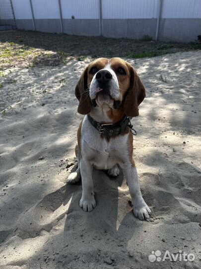 Вязка бигль