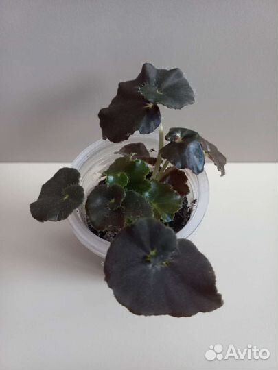 Бегония черная мамба