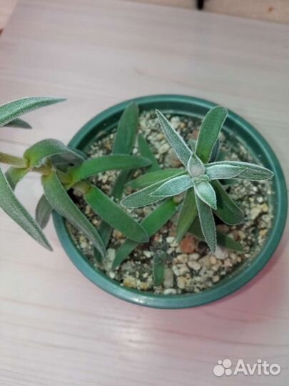 Суккуленты